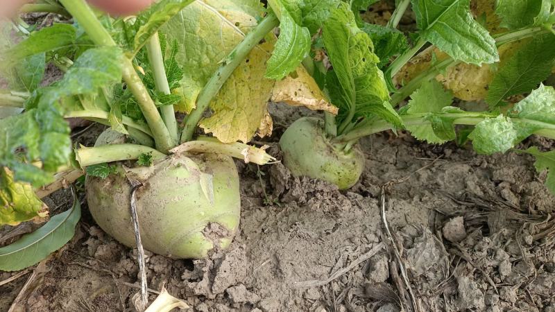芥菜疙瘩大量上市中有需要老板联系