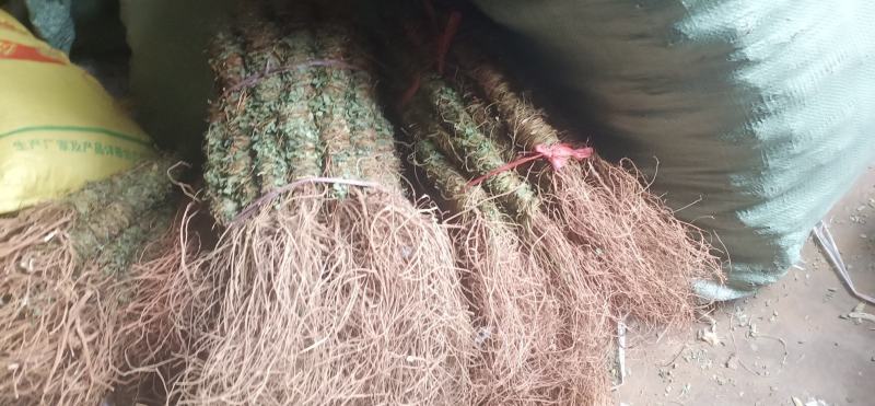 小叶甘甜鸡骨草新上市中药批发一手货源量大忧惠