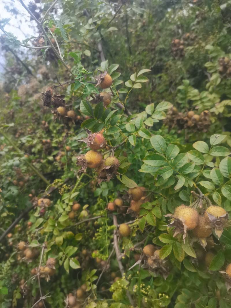 无籽刺梨