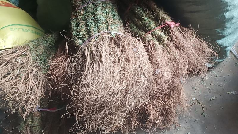 小叶甘甜鸡骨草新上市中药批发一手货源量大忧惠