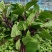 新鲜食用九层塔紫色泰国蔬菜红梗九层塔紫杠金不换商用香料三