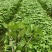 新鲜食用九层塔紫色泰国蔬菜红梗九层塔紫杠金不换商用香料三
