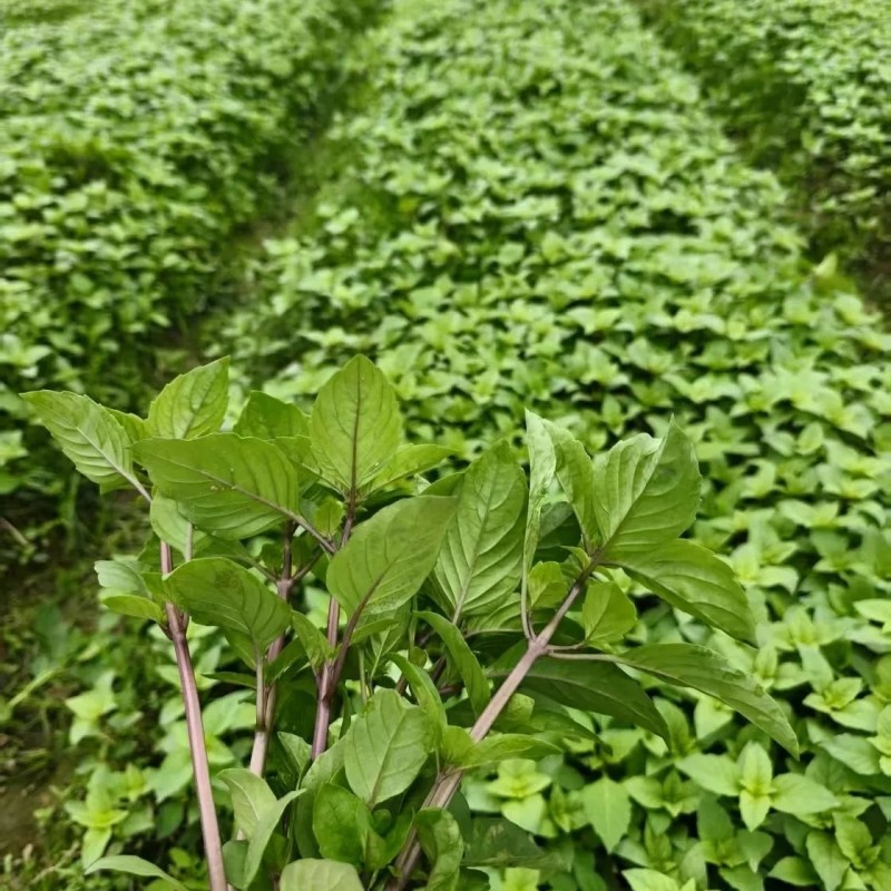 新鲜食用九层塔紫色泰国蔬菜红梗九层塔紫杠金不换商用香料三