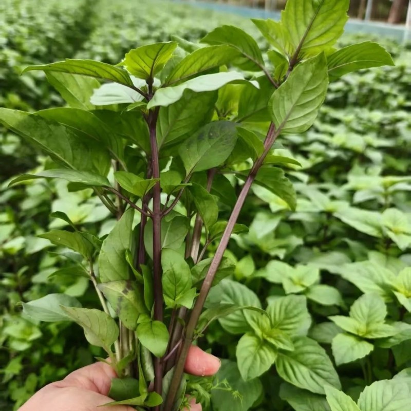 新鲜食用九层塔紫色泰国蔬菜红梗九层塔紫杠金不换商用香料三