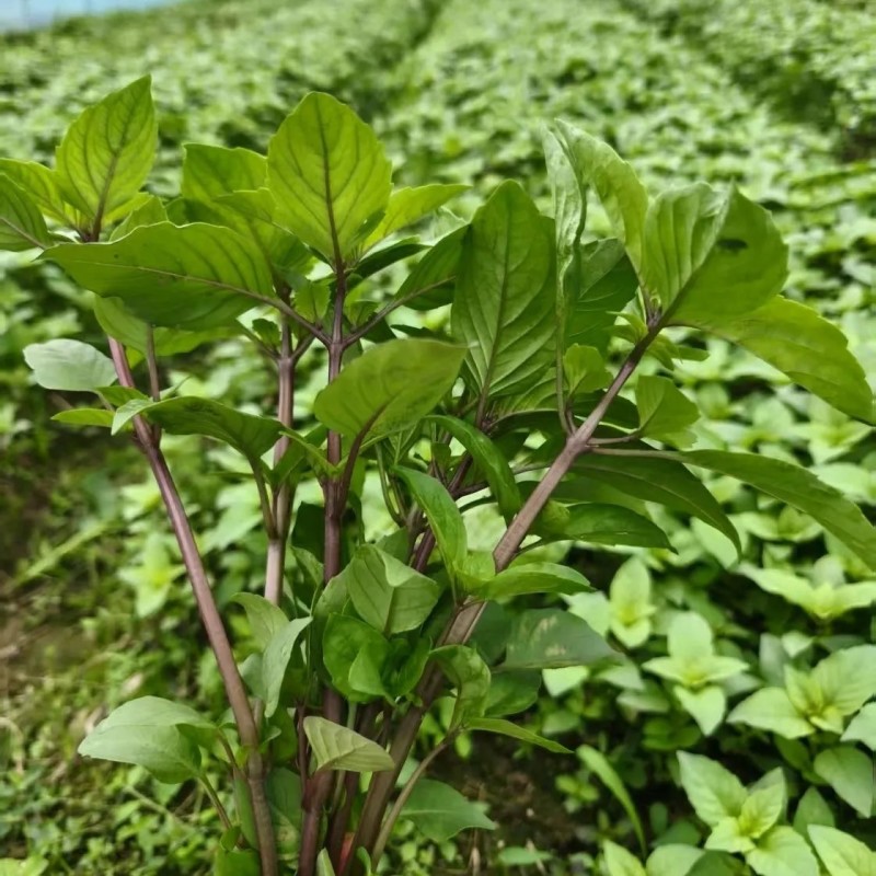 新鲜食用九层塔紫色泰国蔬菜红梗九层塔紫杠金不换商用香料三