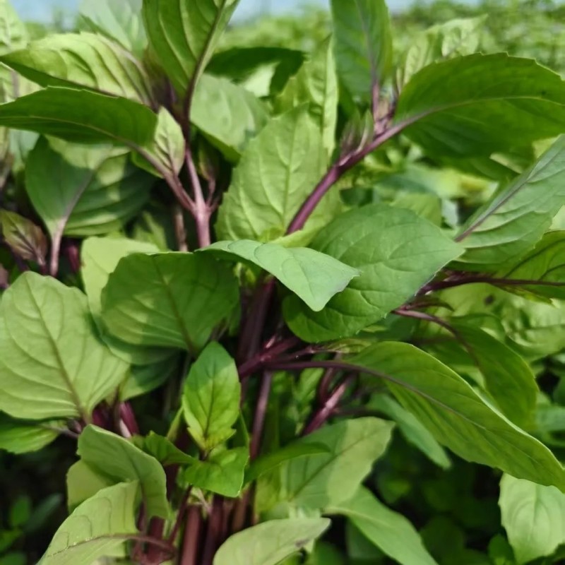新鲜食用九层塔紫色泰国蔬菜红梗九层塔紫杠金不换商用香料三