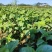 新鲜食用九层塔紫色泰国蔬菜红梗九层塔紫杠金不换商用香料三