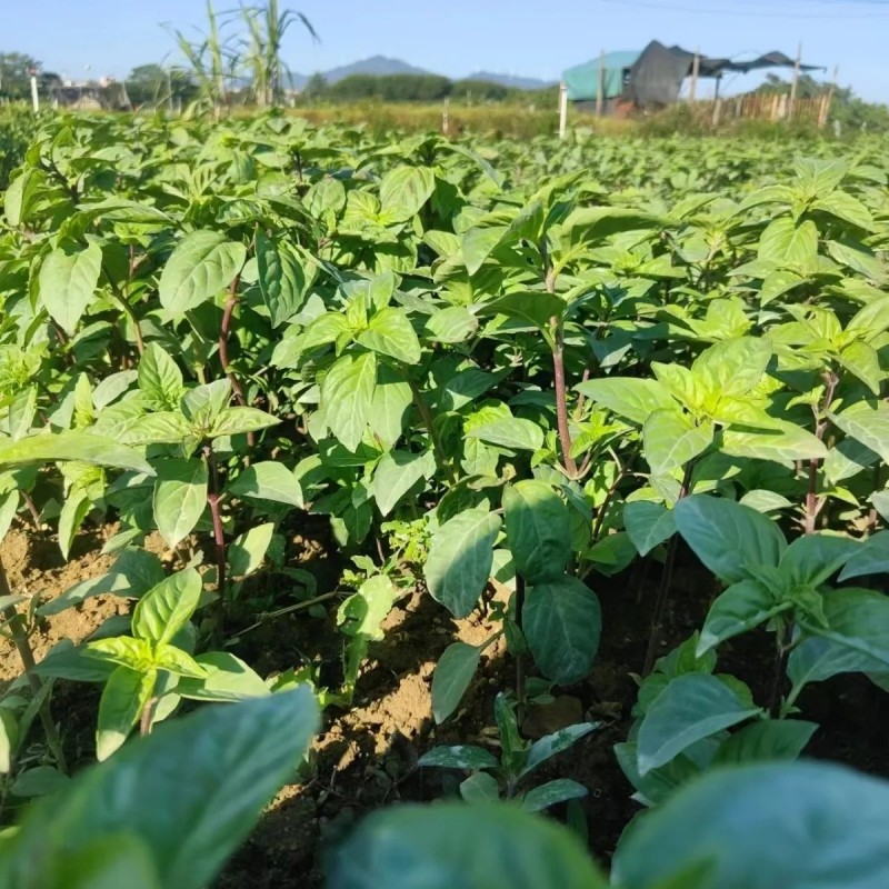 新鲜食用九层塔紫色泰国蔬菜红梗九层塔紫杠金不换商用香料三