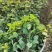 新鲜食用九层塔紫色泰国蔬菜红梗九层塔紫杠金不换商用香料三