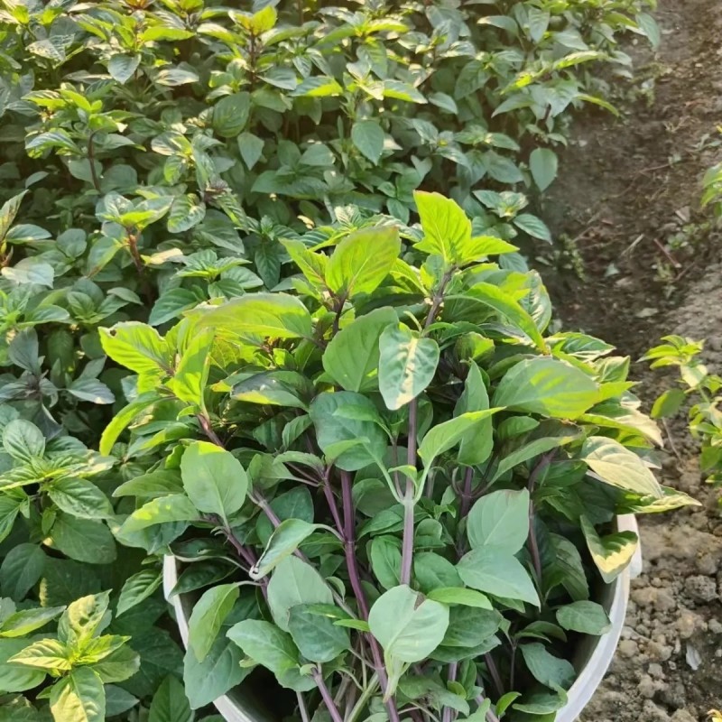 新鲜食用九层塔紫色泰国蔬菜红梗九层塔紫杠金不换商用香料三