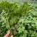 新鲜食用九层塔紫色泰国蔬菜红梗九层塔紫杠金不换商用香料三