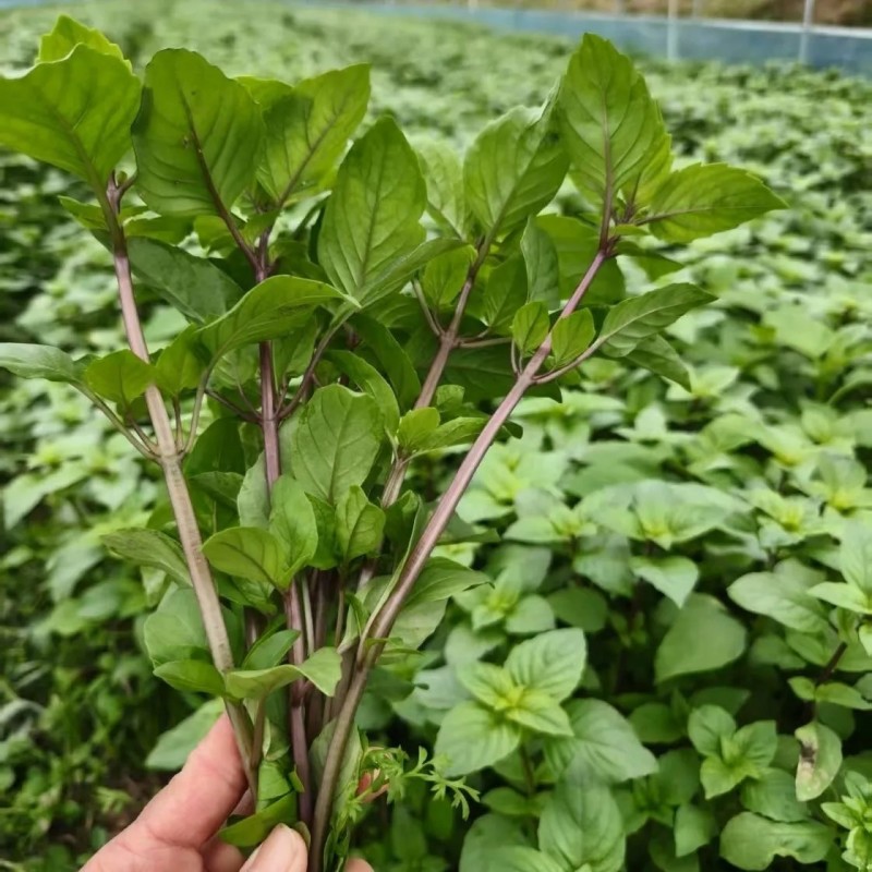 新鲜食用九层塔紫色泰国蔬菜红梗九层塔紫杠金不换商用香料三
