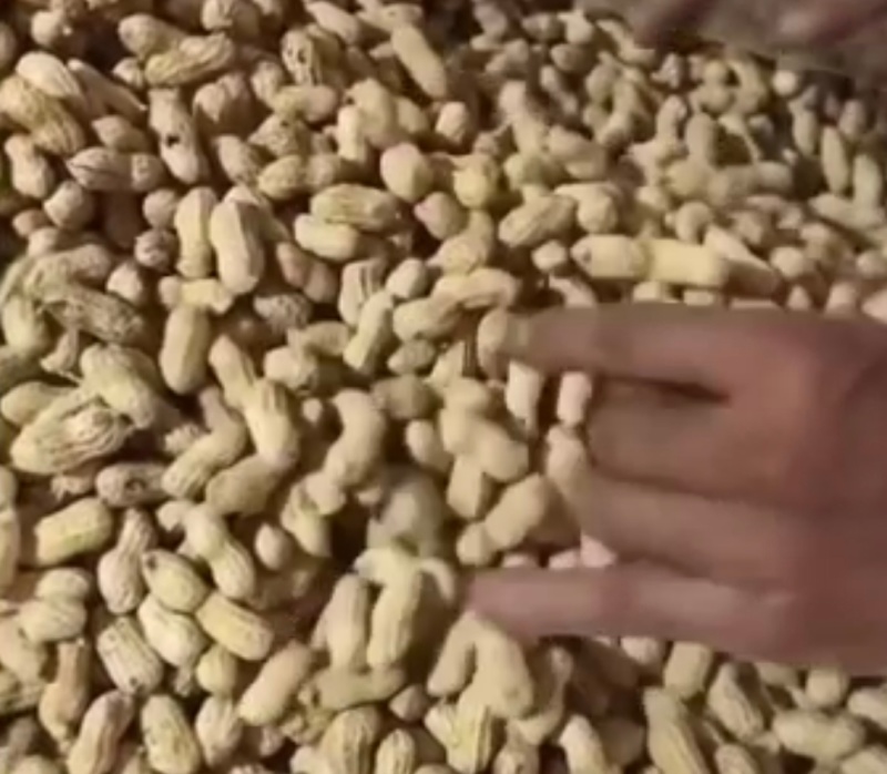 熟花生/奶香味，蒜香味，核桃味，卤味花生，源头工厂直供