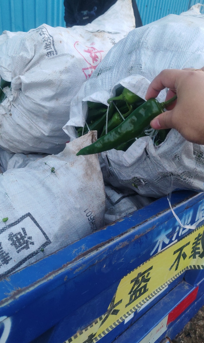 辣妹子，鲜辣椒