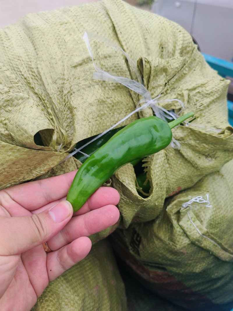 辣妹子，鲜辣椒
