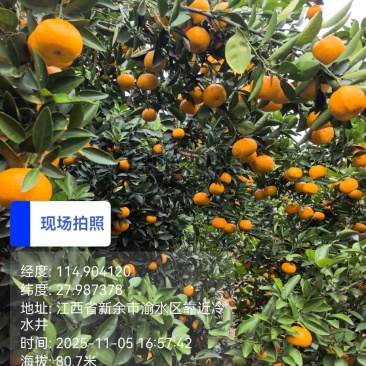 新余蜜桔让世界尝到甜头……一个地区标志性代表农产品