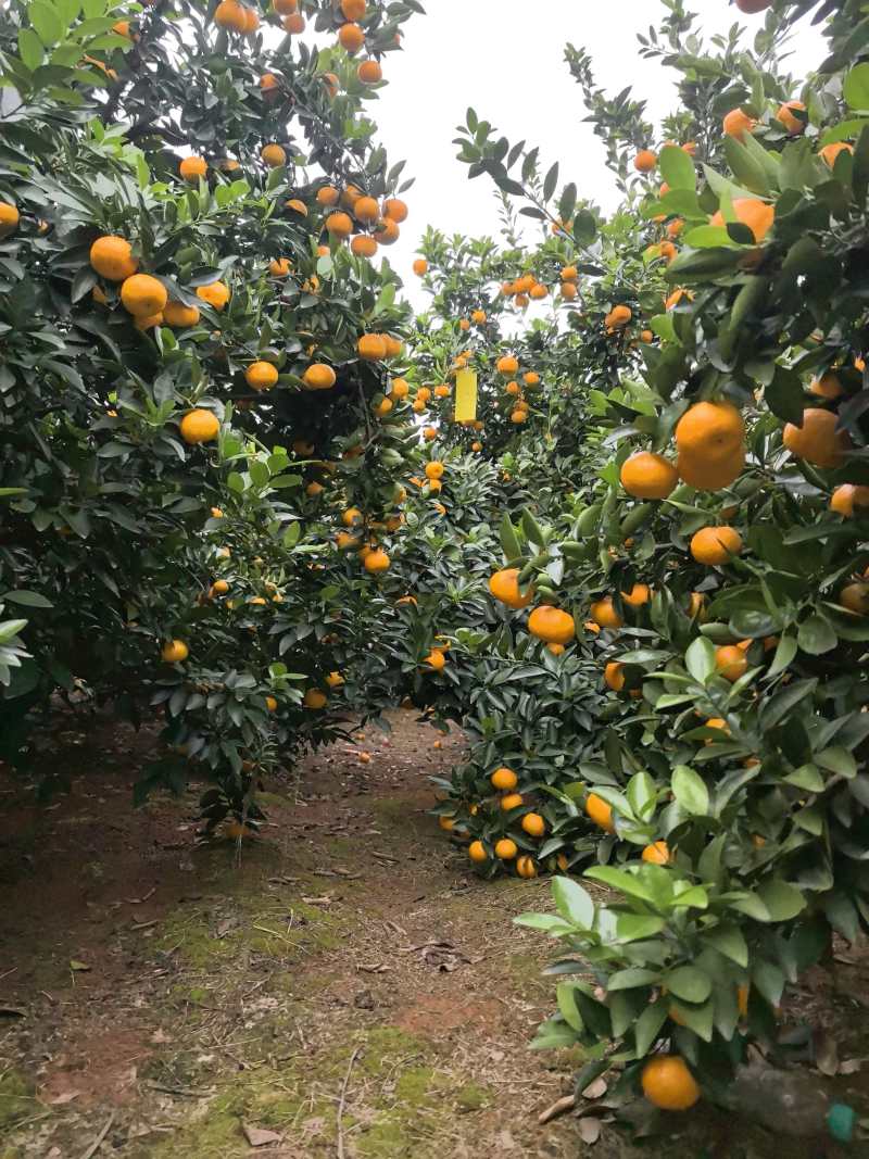 新余蜜桔让世界尝到甜头……一个地区标志性代表农产品