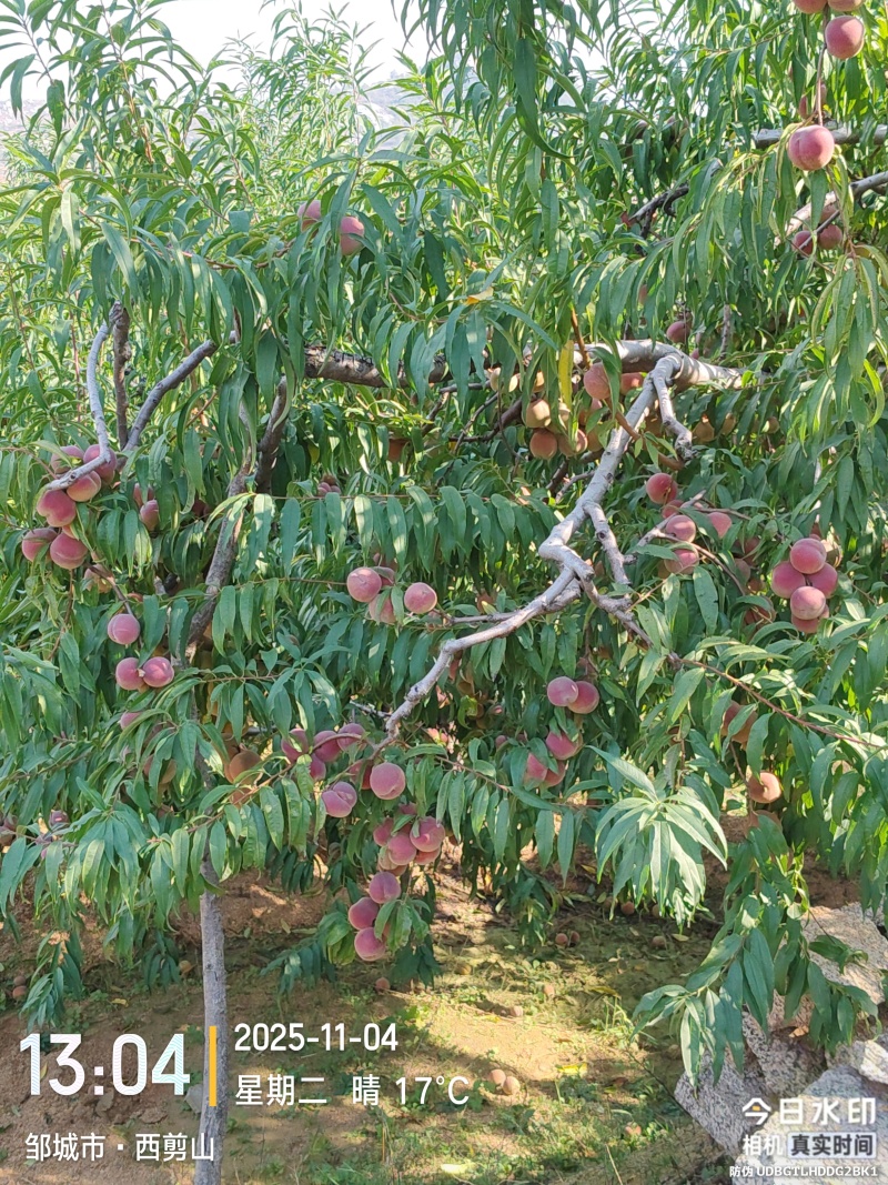 山东枣庄小冬桃