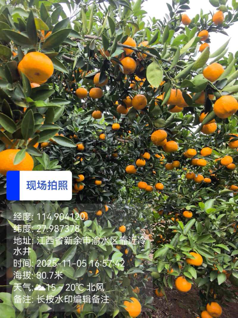 新余蜜桔
