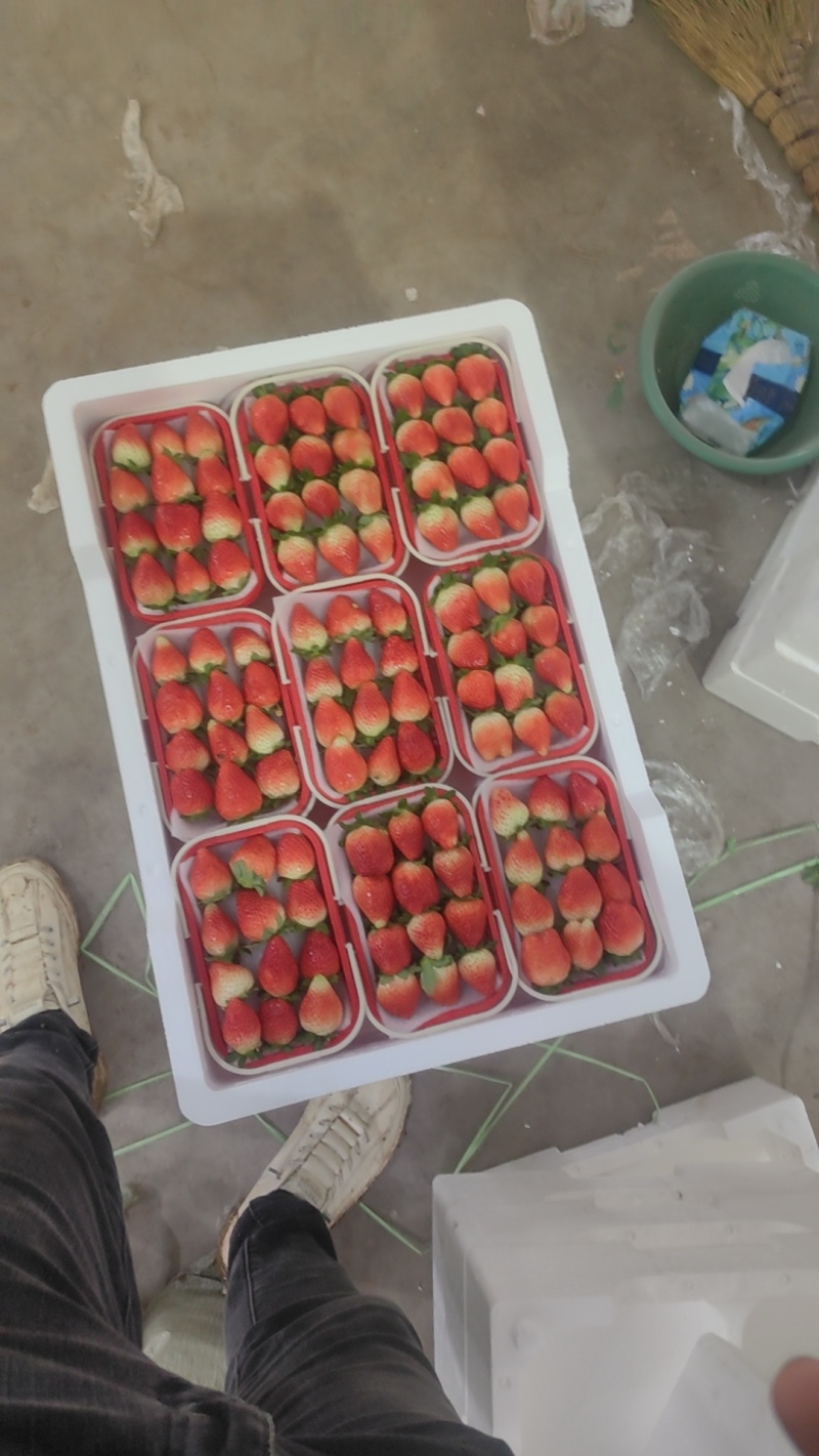 闻集天仙醉草莓即将大量上市