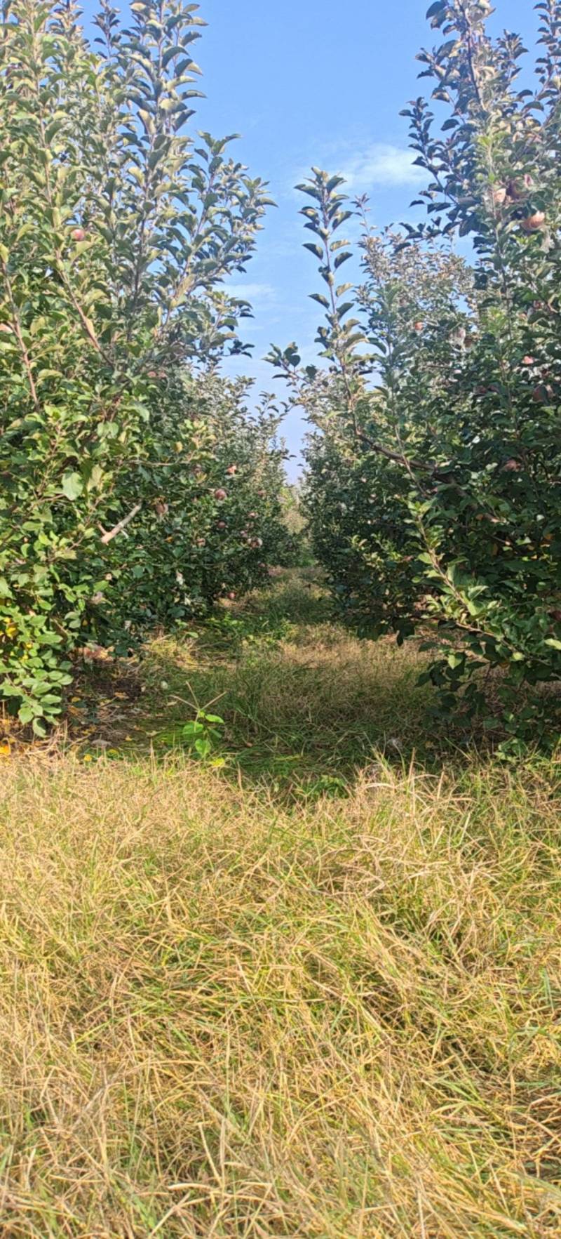 产地大量供应烟富8冰糖心红富士