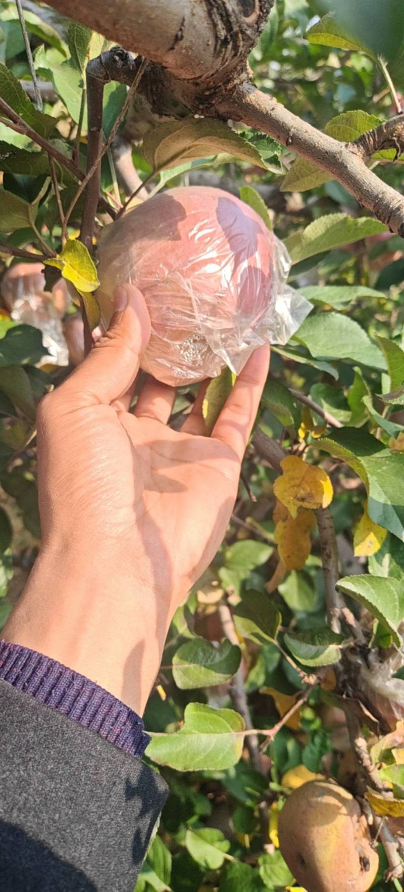 产地大量供应烟富8冰糖心红富士