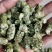 大量辣椒杆颗粒，常年生产，质量稳定，用于各养殖场和饲料厂