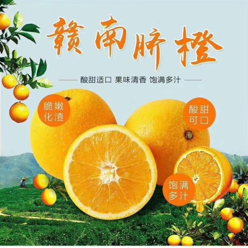正宗赣南脐橙/产地一手货源（一件代发）甘甜多汁，品质保证