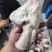 猪拐筋