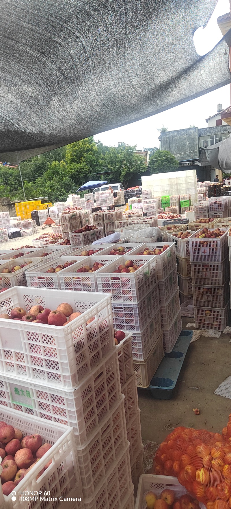 工厂货榨汁果
