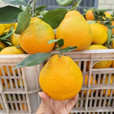 畅销推荐不知火丑橘大量上市基地直发对接商超团购电商