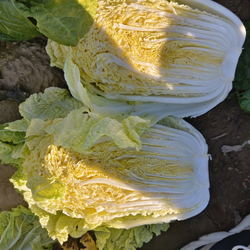 忻州玲珑黄白菜大量上市中
