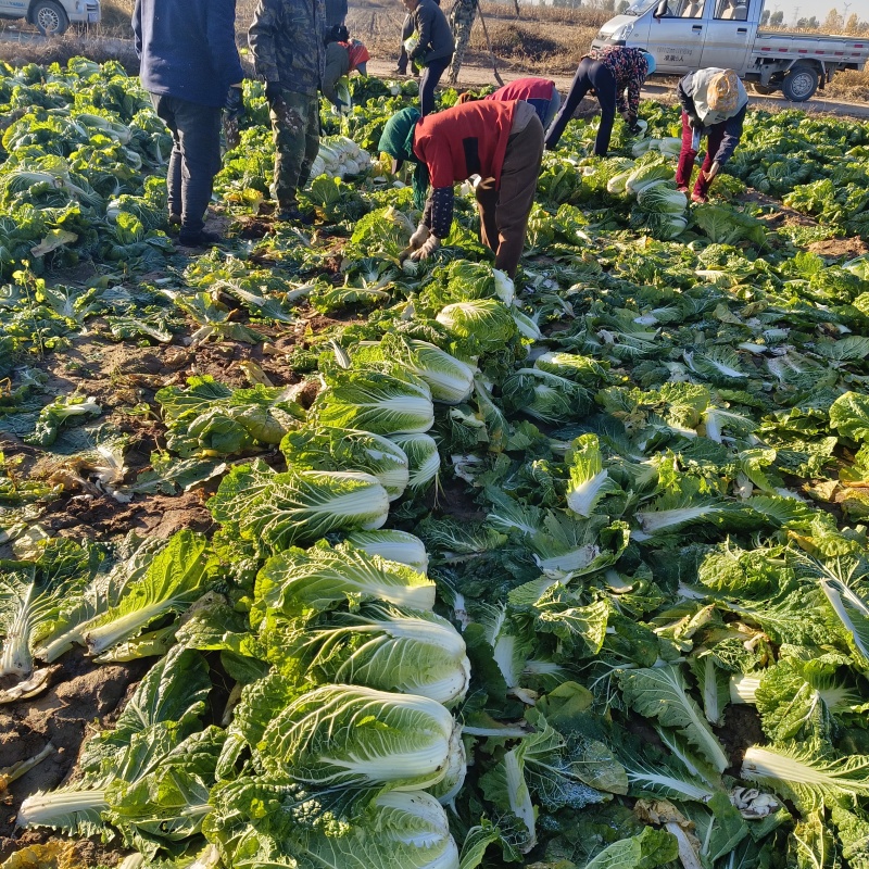 忻州玲珑黄白菜大量上市中