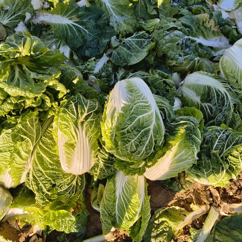 忻州玲珑黄白菜大量上市中