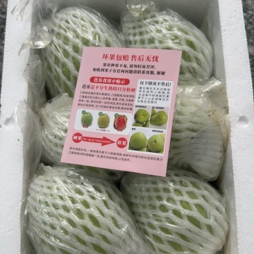 红心白心芭乐番石榴一件代发