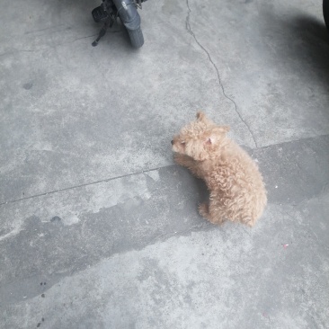 可爱小泰迪幼犬出售，棕色卷毛，毛量特别好，性格乖巧爱玩。