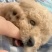 可爱小泰迪幼犬出售，棕色卷毛，毛量特别好，性格乖巧爱玩。