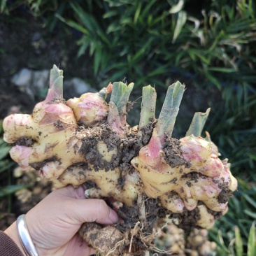 云南露天种植黄姜2号黄姜小黄姜