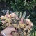 云南露天种植黄姜2号黄姜小黄姜