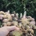 云南露天种植黄姜2号黄姜小黄姜