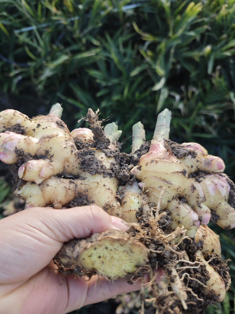 云南露天种植黄姜2号黄姜小黄姜