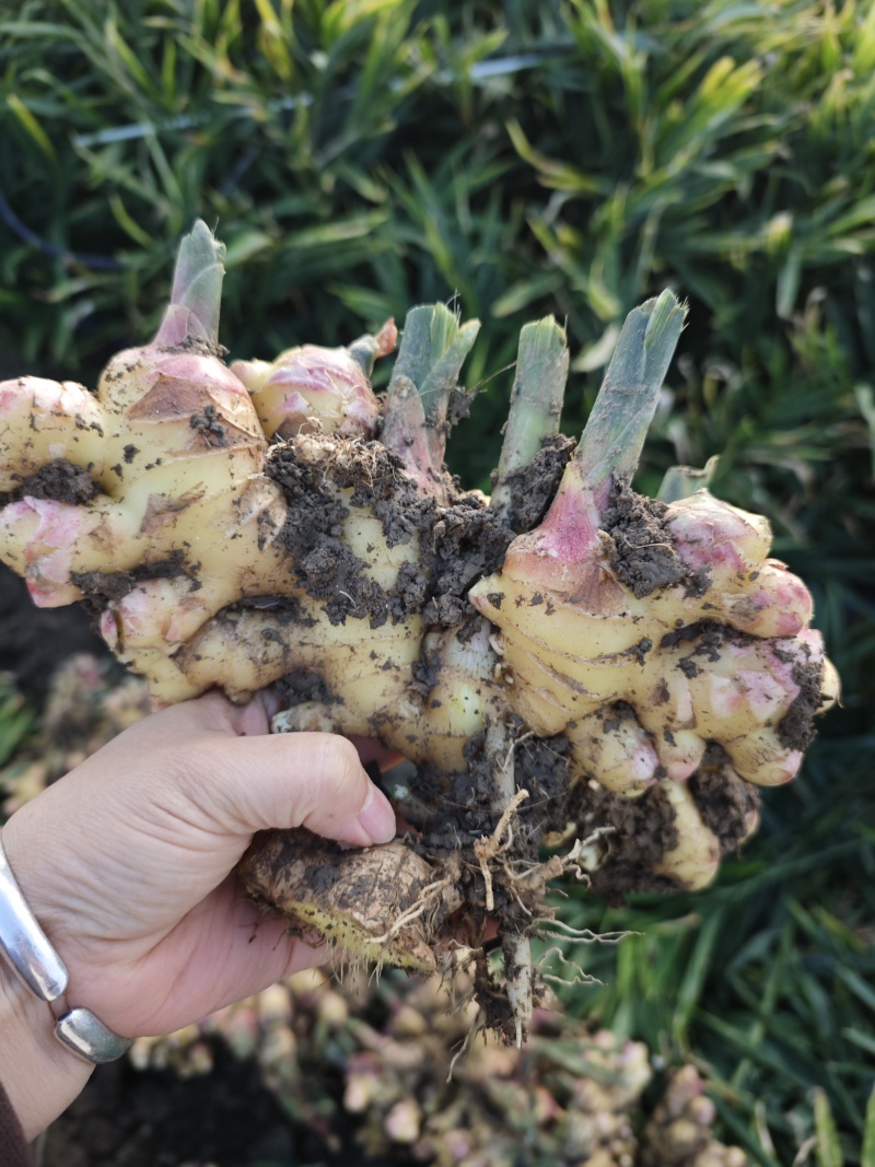 云南露天种植黄姜2号黄姜小黄姜
