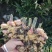 云南露天种植黄姜2号黄姜小黄姜