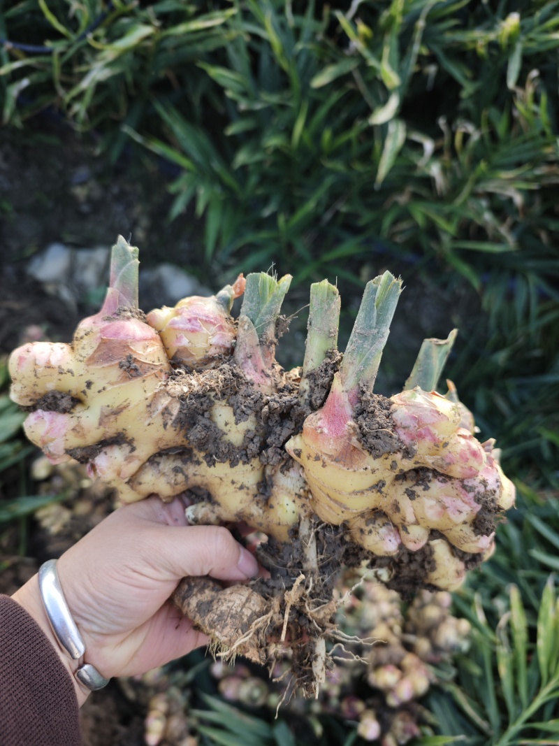 云南露天种植黄姜2号黄姜小黄姜