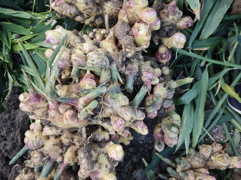 云南露天种植黄姜2号黄姜小黄姜