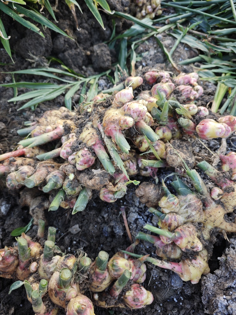 云南露天种植黄姜2号黄姜小黄姜