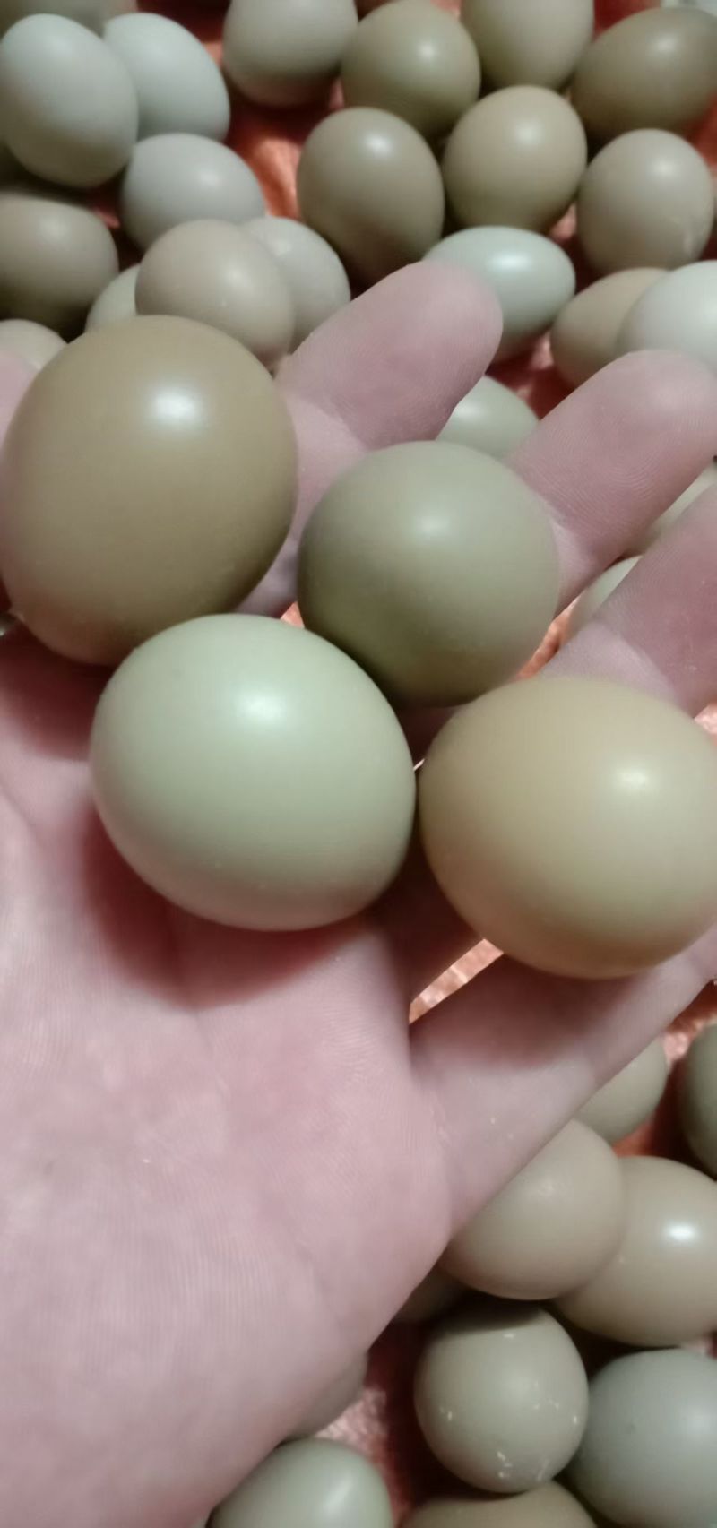 七彩山鸡蛋