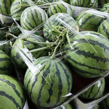 河南夏邑[美都西瓜]对接大型商超档口可视频欢迎
