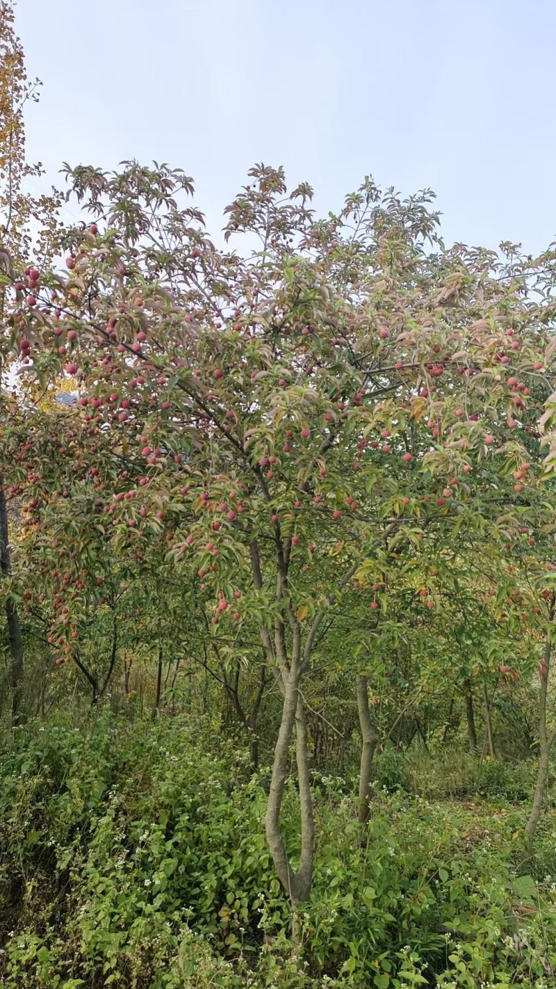 香港四照花