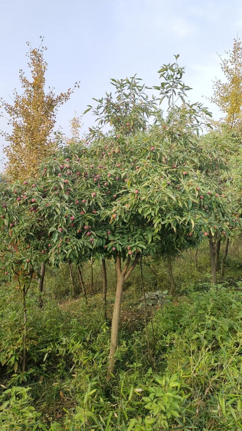 香港四照花